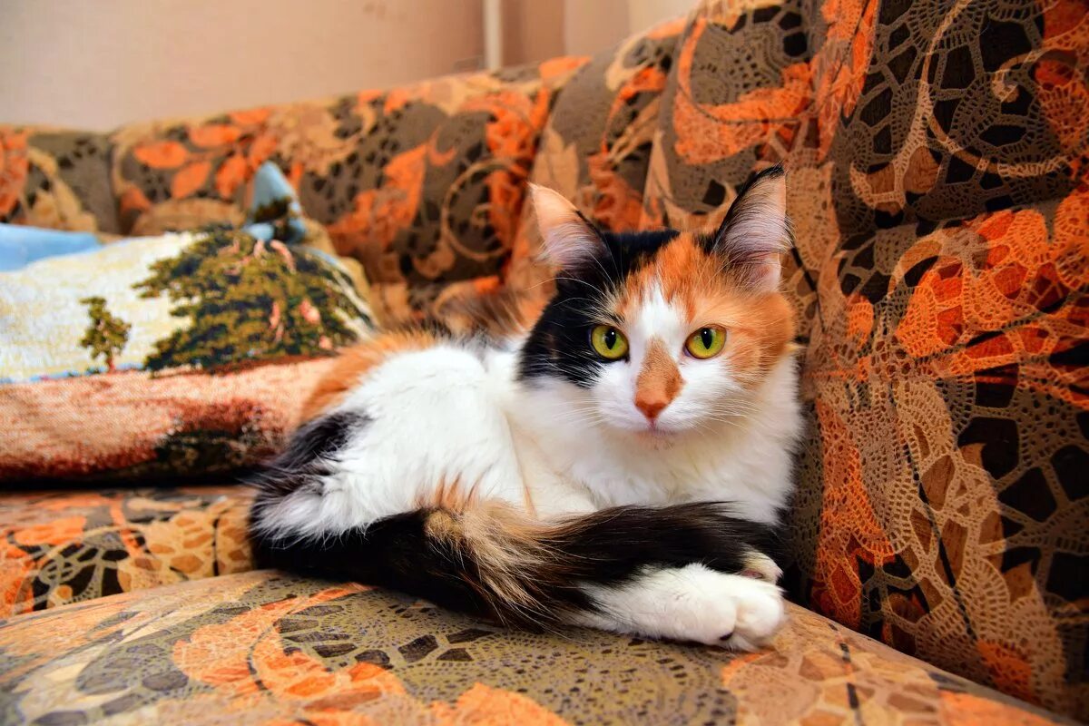 Кошка окрас серо бело рыжий. Сибирская кошка трехцветная короткошерстная. Трехшерстная кошка Калико. Сибирская кошка рыжая трехцветная. Британская трехцветная кошка фото.