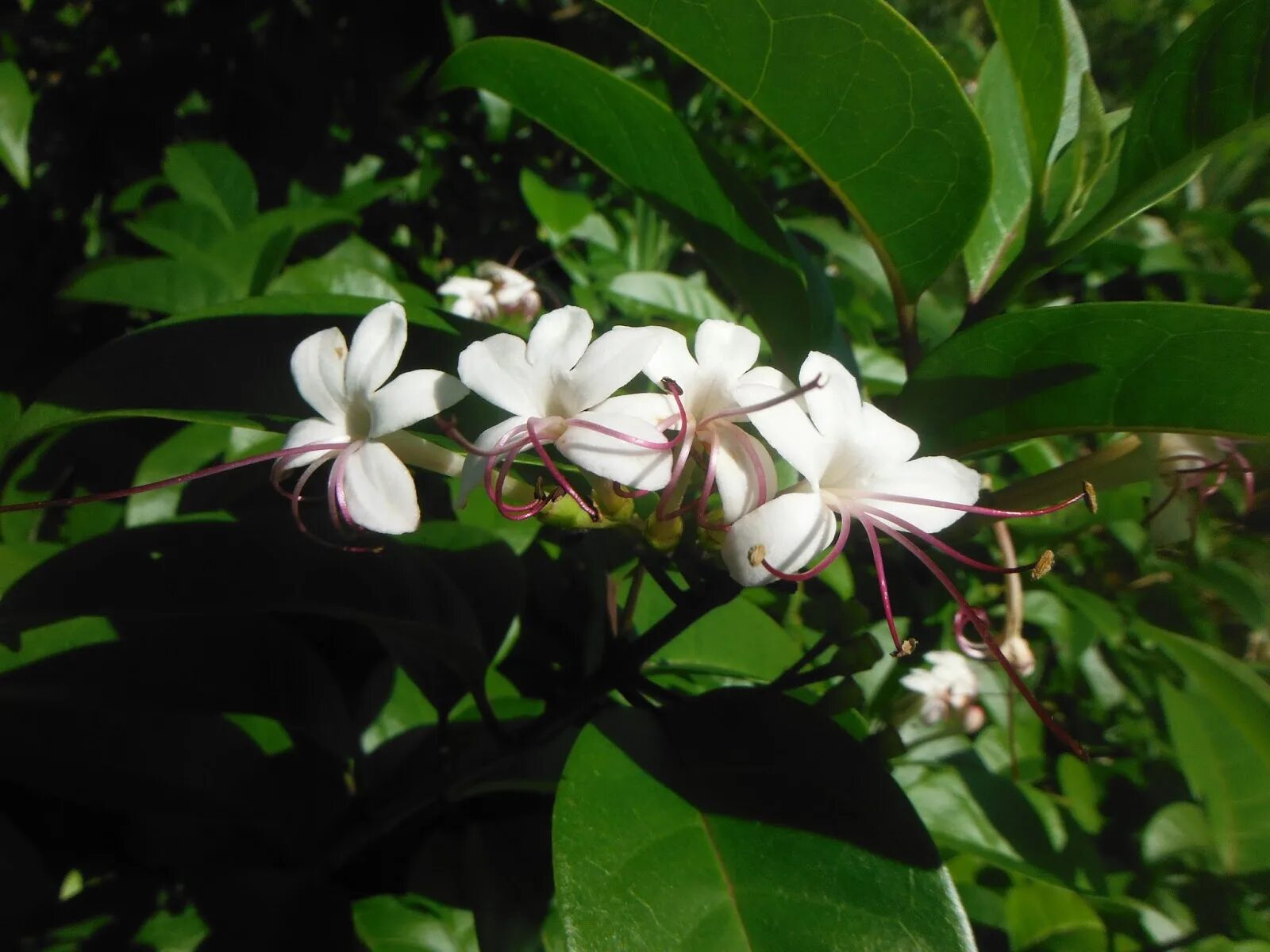 Клеродендрум вариегатный. Клеродендрум томпсона альбомаргината. Инерме вариегатный. Клеродендрум уоллича вариег. Клеродендрум вариегата.