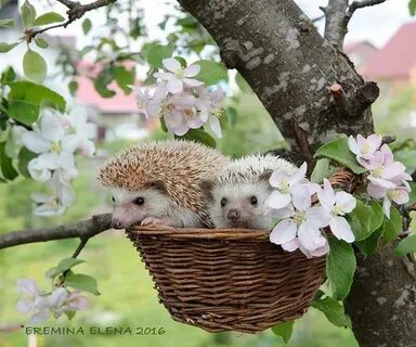 Про животных весной