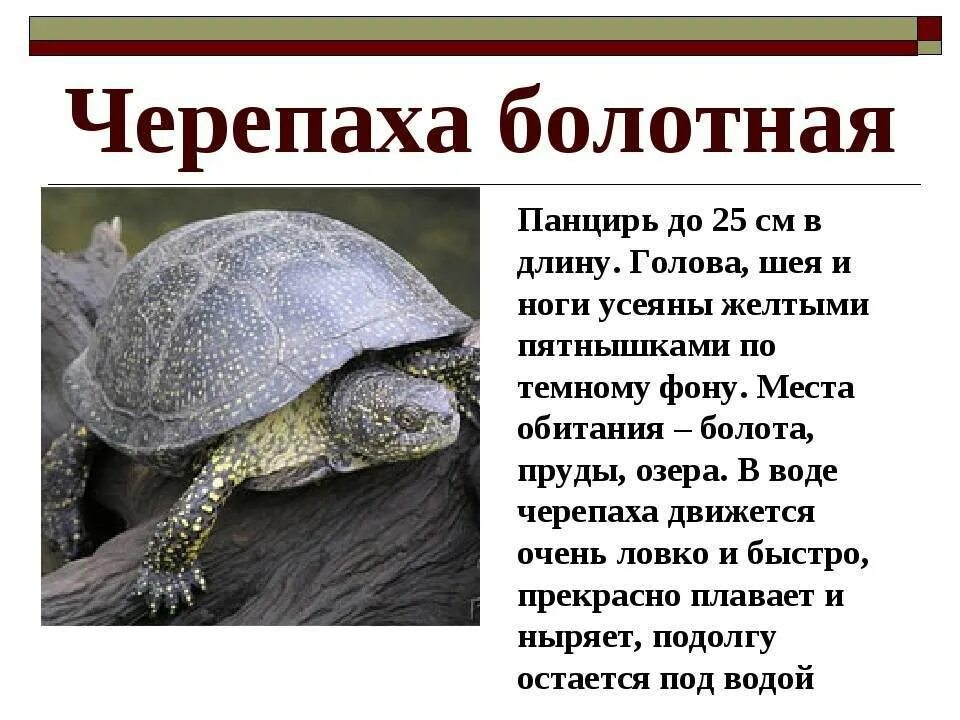 Рептилии красной книги. Болотная черепаха краткое описание. Карликовая Болотная черепаха. Среднеазиатская Болотная черепаха. Пресмыкающиеся Болотная черепаха.