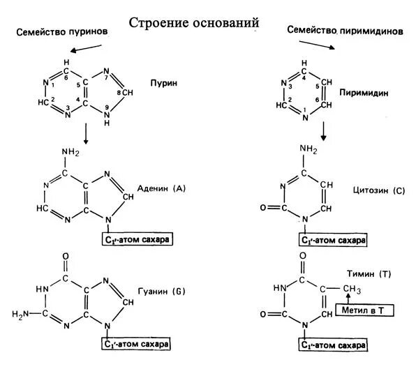 Химическая структура пуриновых оснований. Пуриновые азотистые основания. Строение аденина и Тимина. Строение ДНК азотистые основания.