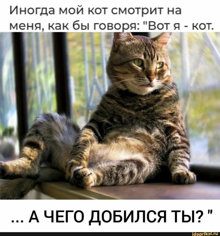 Если ничего не добьетесь говорите что выбрали семью. Если хочешь чего то добиться. Кот демотиватор. Когда человек достигает своей цели цитаты. Я кот а чего добился в жизни ты.
