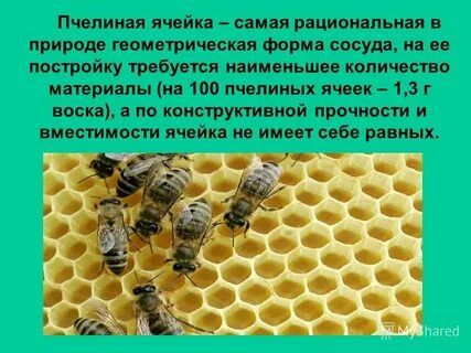 Пчелы 100