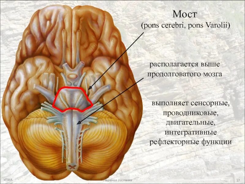 Головной мозг варолиев мост. Продолговатый мозг и варолиев мост. Варолиев мост анатомия. Pons анатомия мозга.