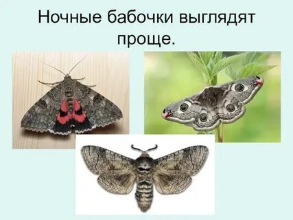 Ночная бабочка но кто же