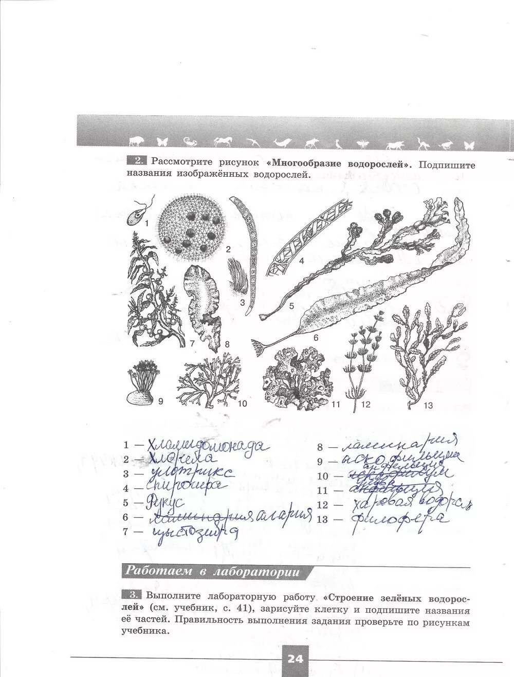 Водоросли 5 класс биология рабочая тетрадь. Водоросли Пасечник рабочая тетрадь. Многообразие водорослей 5 класс рабочая тетрадь. Рабочая тетрадь по биологии многообразие водорослей.