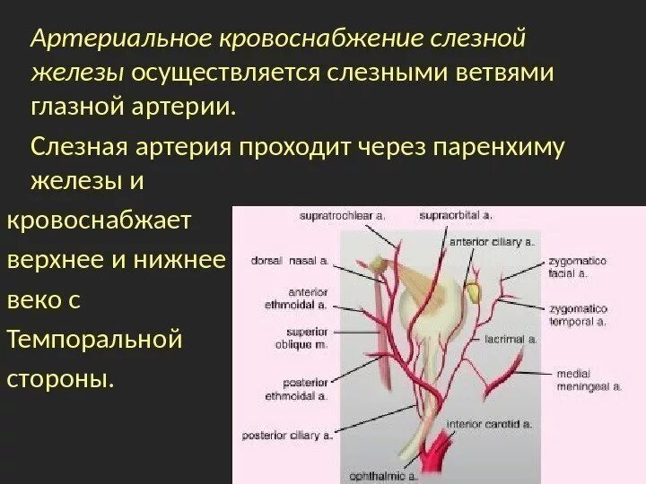 Кровоснабжение слезной железы. Иннервация слезной железы. Иннервация слезных желез. Слезная железа нерв