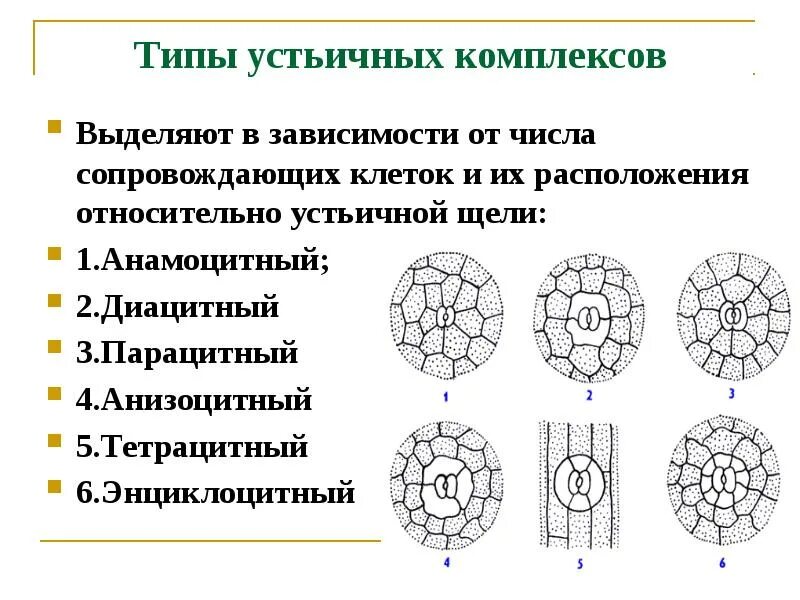 Тип complex. Типы устьичных комплексов. типы устьичных клеток. механизм работы устьичного аппарата. строение устьичного аппарата.