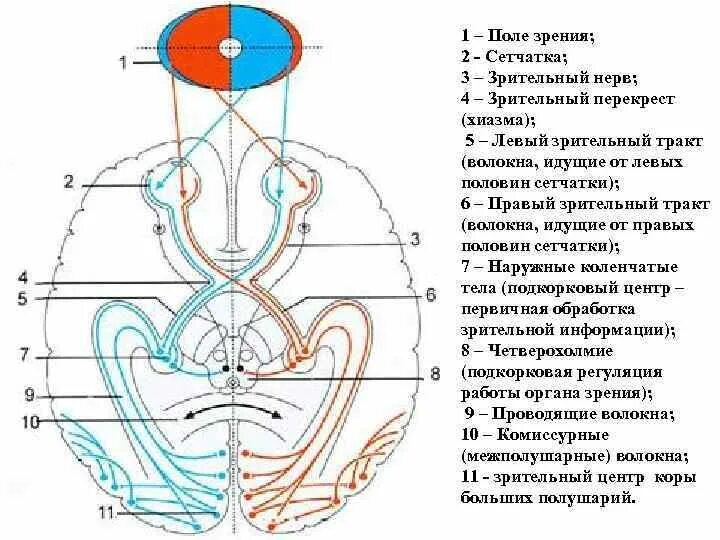 Структура проводникового отдела зрительного анализатора. Зрительный нерв (ii пара). Перекрест зрительного тракта анатомия. Путь зрительного анализатора схема. Зрительный анализатор анатомия нейроны.