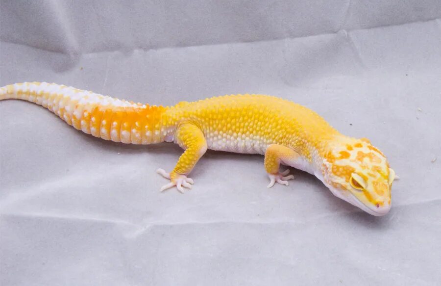 Геккон эублефар lemon frost. Морфа нова. Геккон эублефар морфы. Super raptor эублефар. Эублефар морфа patternless.