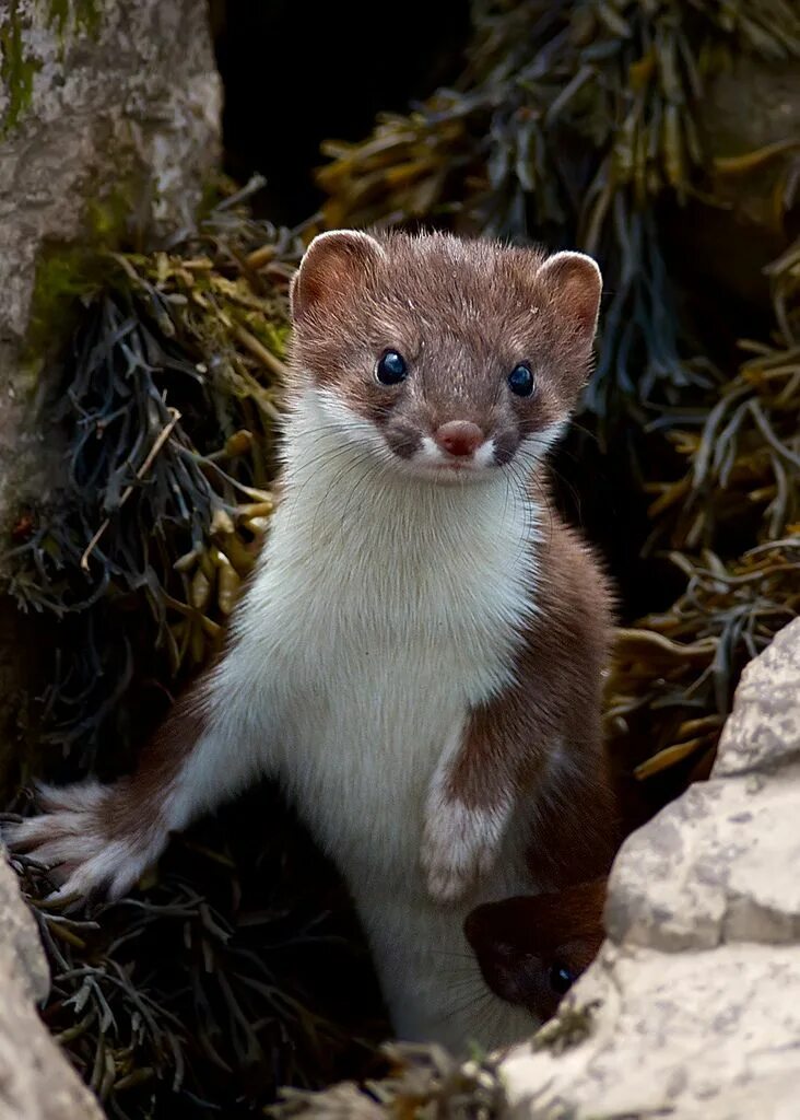 Ласка mustela nivalis linnaeus, 1766 ареал. Горностай (mustela erminea). Горностай (mustela erminea). Горностай и куница. Куница и ласка.