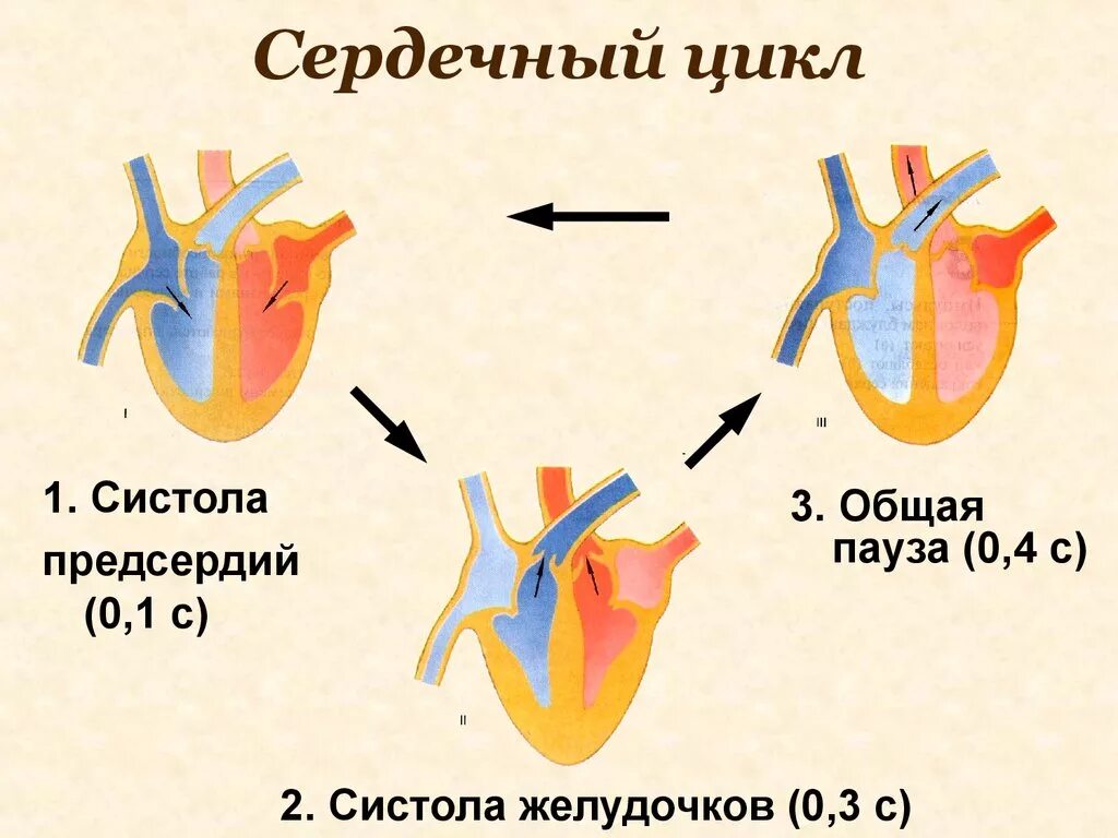 Фазы работы сердца схема. Фазы сердечного цикла схема. Сердечный цикл систола и диастола. Составьте схему иллюстрирующую сердечный цикл. Состояние предсердий во время систолы предсердий