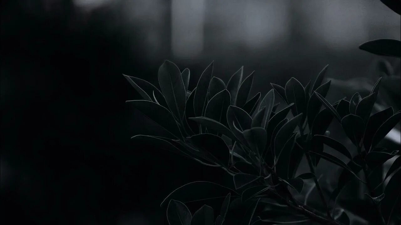 Black Roses Background - Wallpaper, High Definition, High Quality, Widescreen