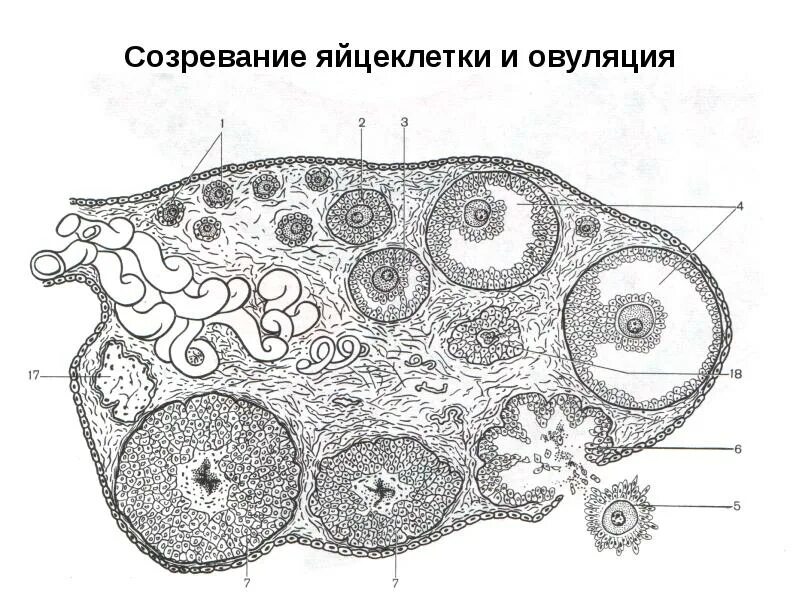 Созревание яйцеклетки в яичнике