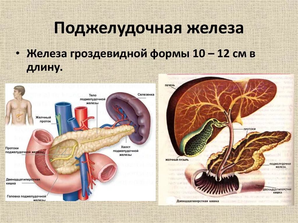 Каково внутреннее строение поджелудочной железы. Строение поджелудочной железы анатомия. Анатомическое строение поджелудочной железы. Поджелудочная железа биология 8. Структура строение поджелудочной железы.