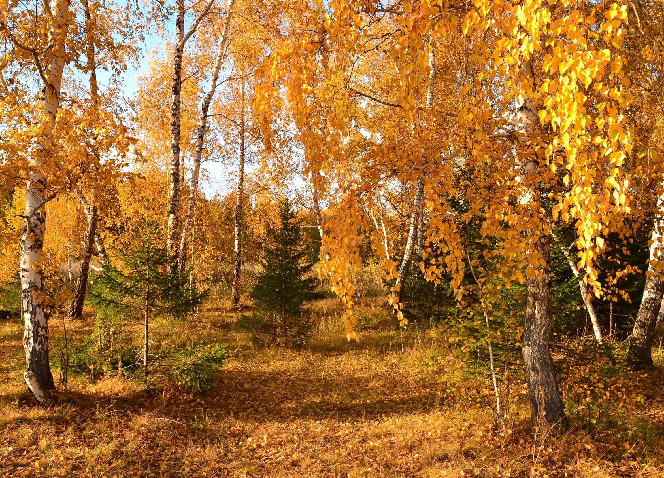 Октябрь березки. Лес осенью. Осень в лесу. Береза ранней осенью. Золотая осень.