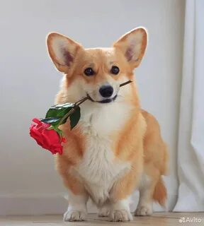 День корги какого