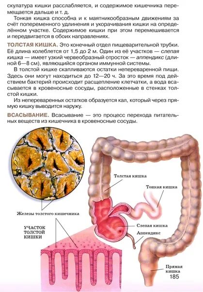 Прямая кишка всасывание веществ