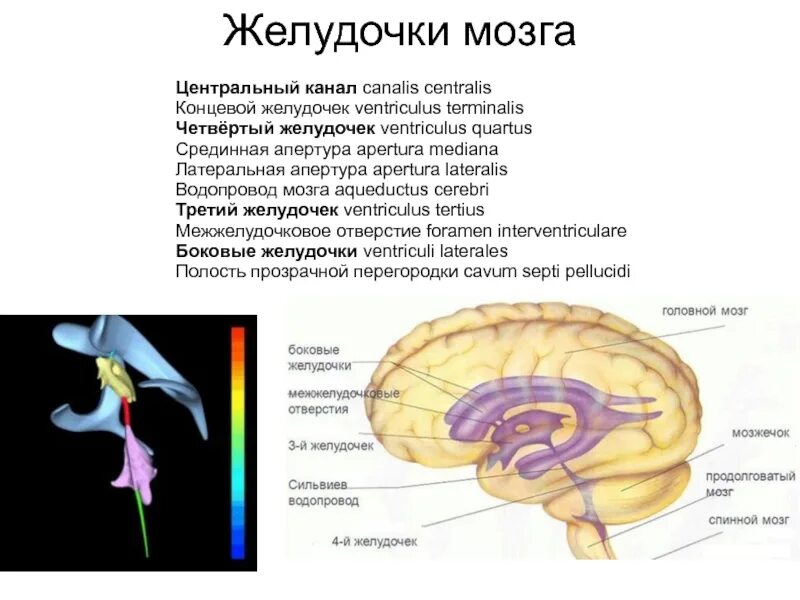 Средний мозг желудочек