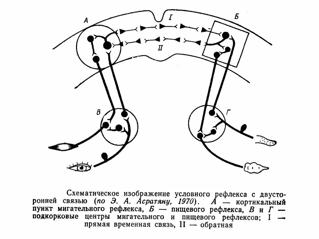 Схему образования условного рефлекса по Асратяну. Рефлекторная дуга условного рефлекса и безусловного рефлекса. Схема условного мигательного рефлекса. Механизм образования условного рефлекса схема.