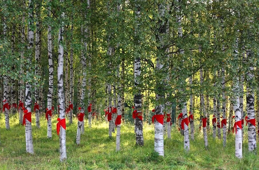 аллея берез. берёзовая аллея латвия.