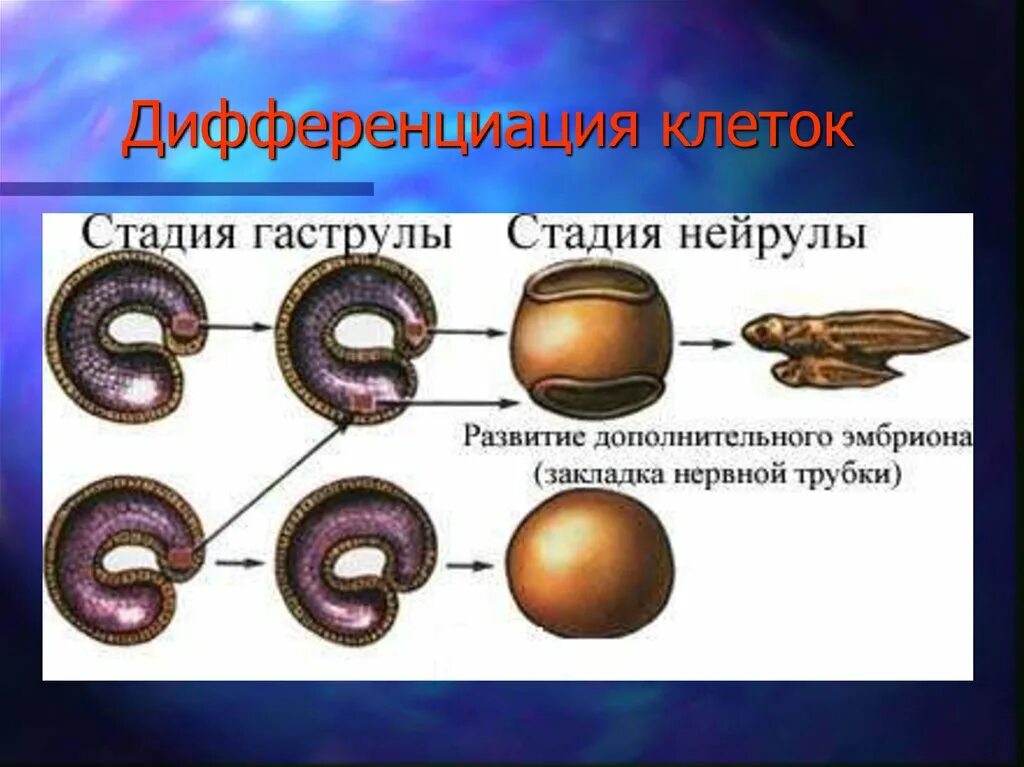 Процесс дифференцировки. Стволовая клетка дифференцировка. Дифференциация клеток. Опыт шпемана эмбриональная индукция. Дифференцировка клеток.