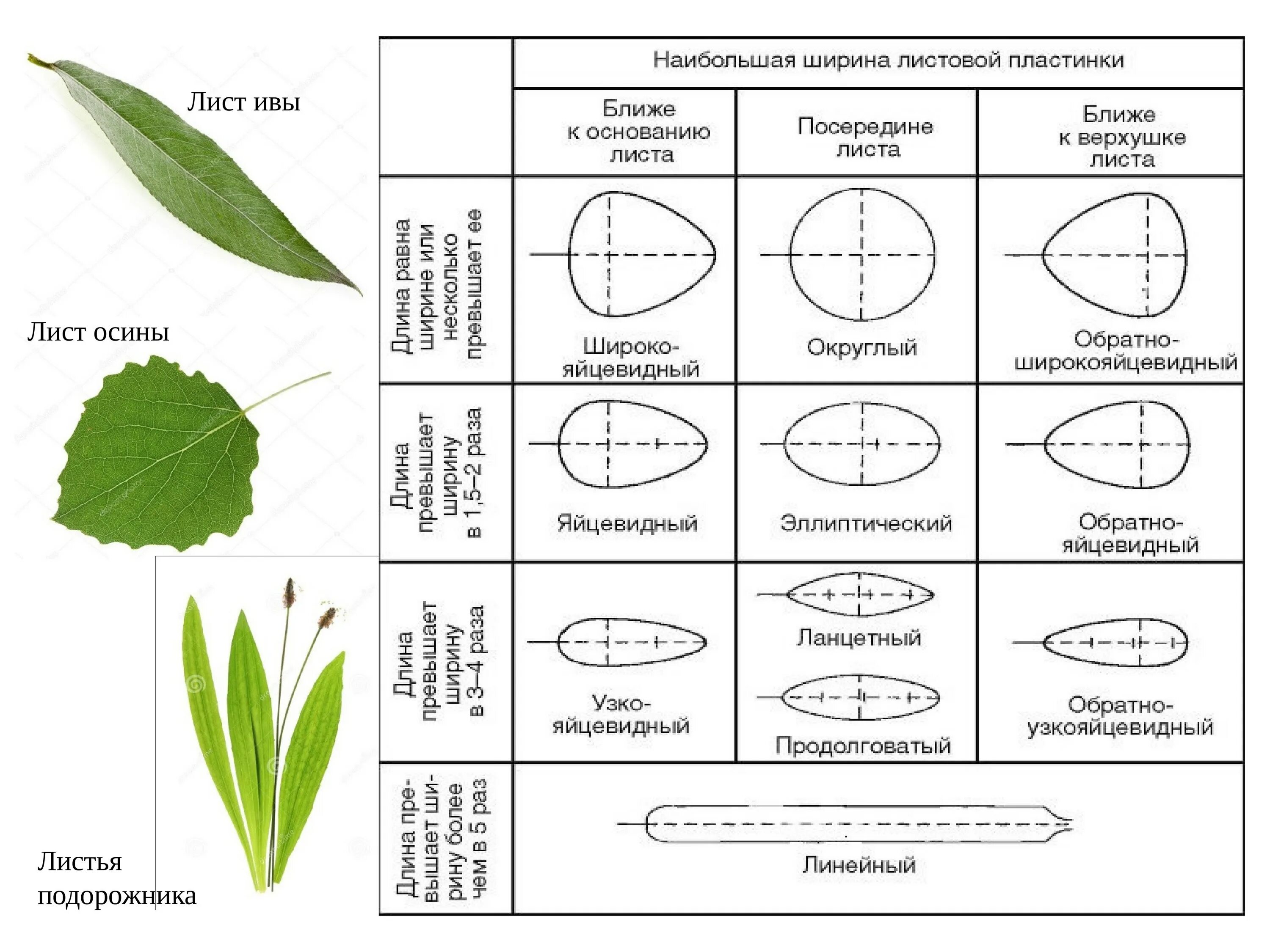Форма листовой пластинки яйцевидная. Форма листовой пластинки осины. Формы листовой пластинки таблица. Жилкование  листовой пластинки осины. Форма листа ивы
