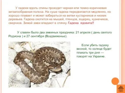 Гадюка толстой краткое содержание