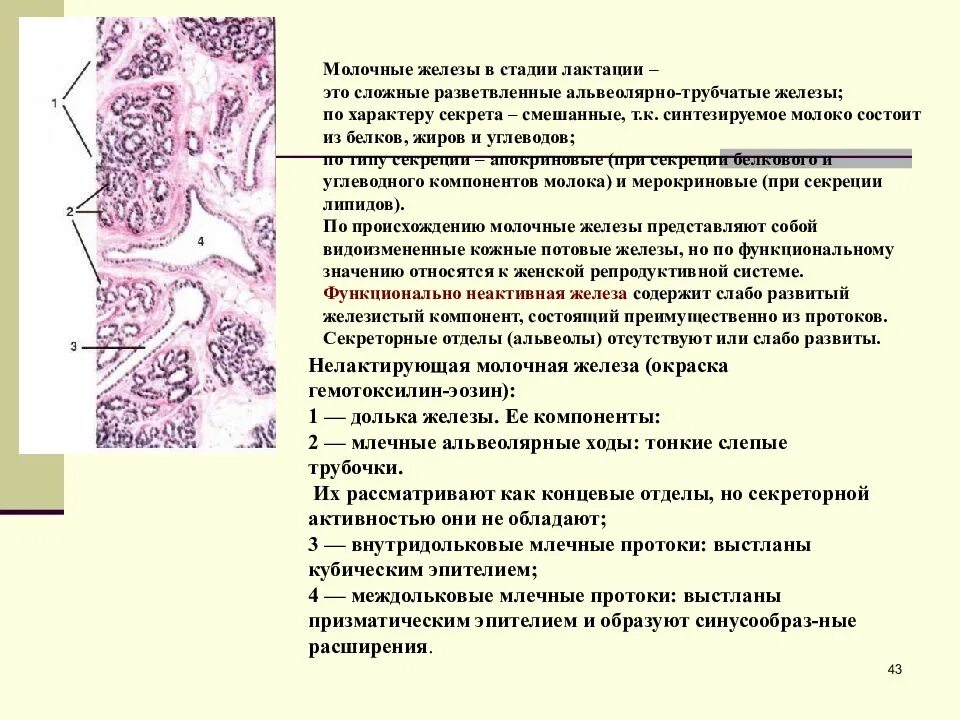 Структура желез тип в. Трубчатые и альвеолярные железы гистология. молочная железа нелактирующая строение гистология. нелактирующая молочная железа гистология препарат. тип желез молочные железы.