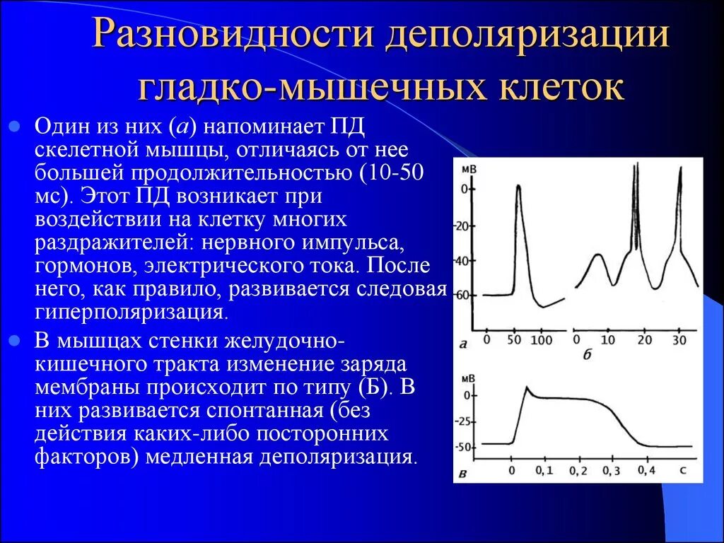 Потенциал действия скелетной мышцы физиология. Деполяризация это в физиологии. Потенциал действия гладких мышц. Деполяризация скелетной мышцы.