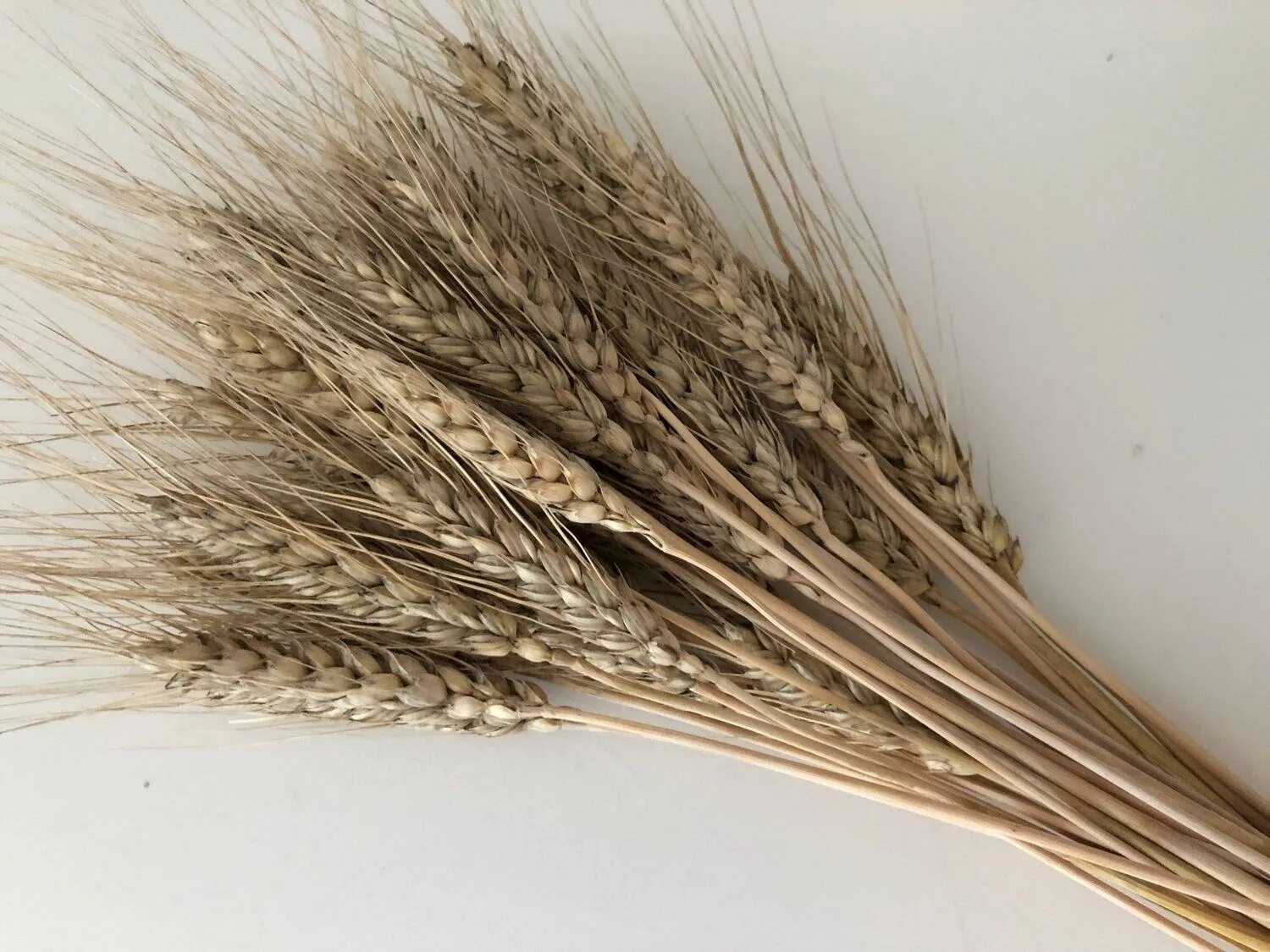Колос ржи пшеницы. Колос ржи и колос пшеницы. Яровая рожь. Колосья ржи. Колос ржи пшеницы.
