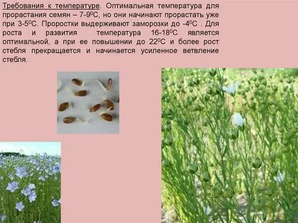 Какой лен не садится