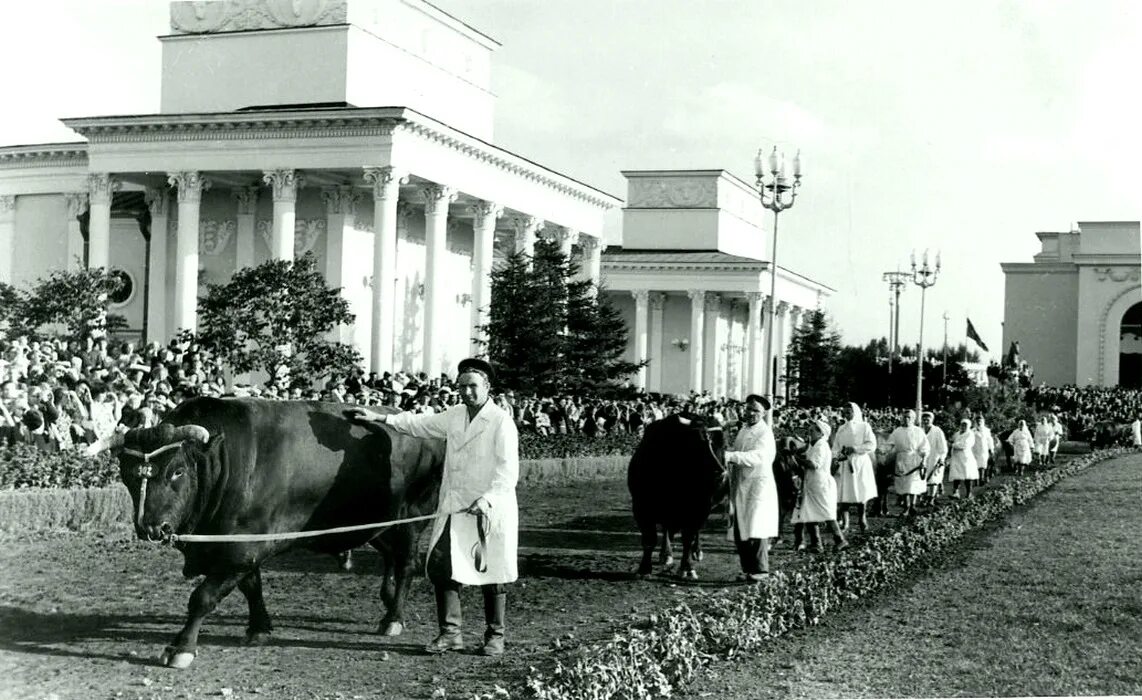 ВДНХ В 1954 году. Павильон Москва ВДНХ 1954. ВСХВ СССР. ВДНХ 1954 павильон сельского хозяйства.