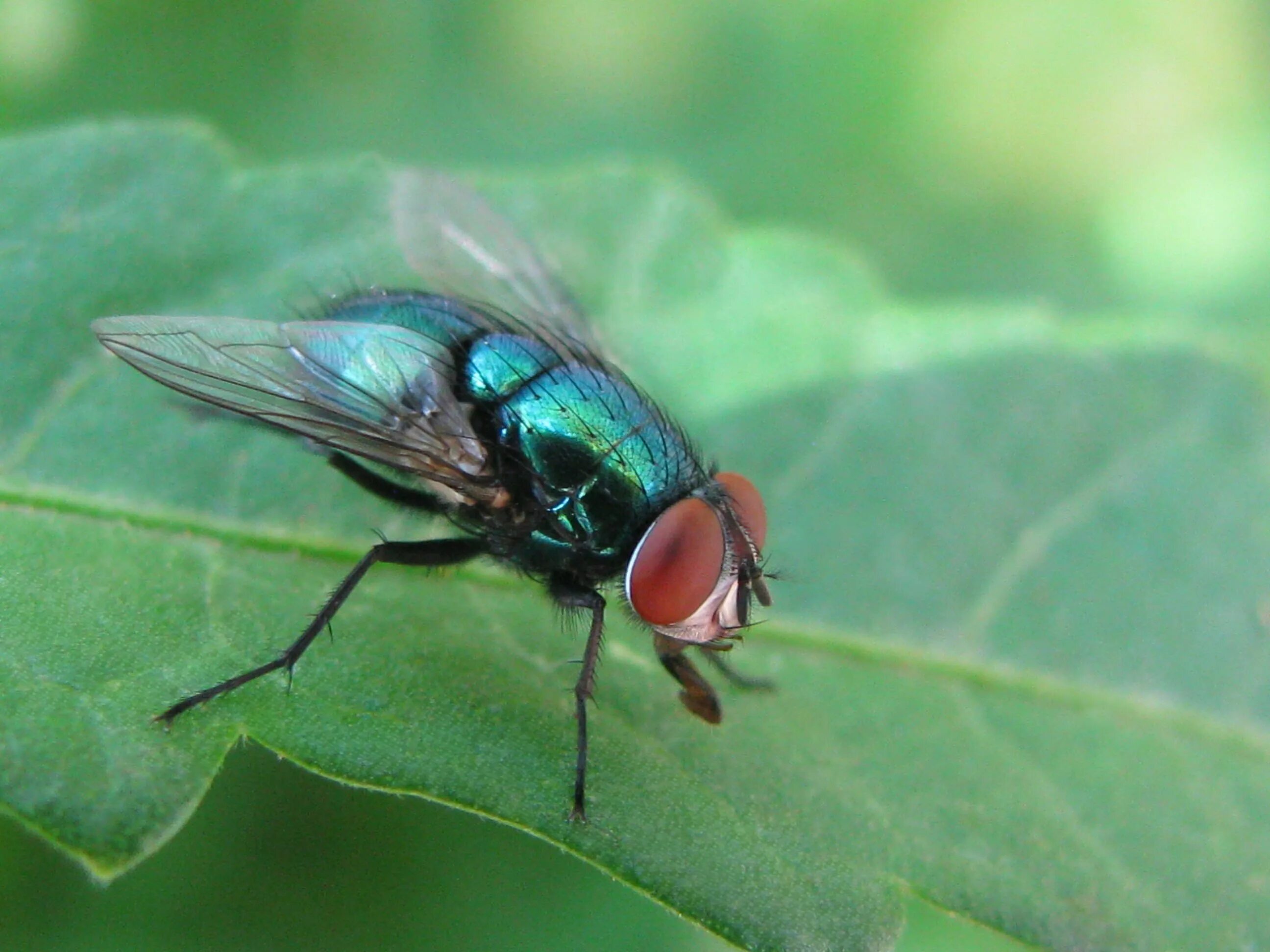 Что такое fly. Муха навозная зеленая большая. Муха насекомое зеленая. Зеленая Муха Люцилия. Зеленая желтоногая Муха.