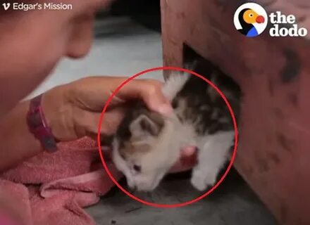 Спасли котенка