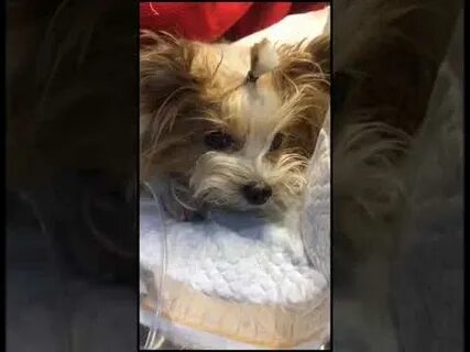 Порвали малышку
