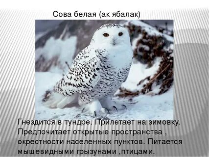 Полярная сова какая природная зона