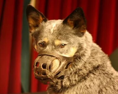 Scary dog