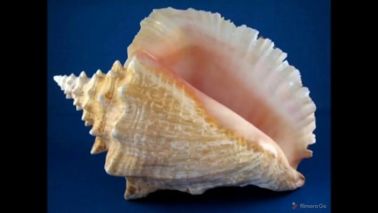 Раковина Conch Shell. Морская раковина Суринск. Красивые морские раковины. Большая Ракушка. Цена б у ракушки