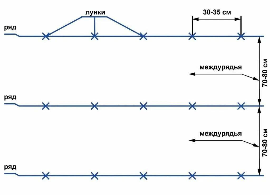 На каком расстоянии сажать картошку друг. Схема посадки картофеля. Посадка картофеля расстояние между рядами и кустами под лопату. Оптимальная схема посадки картофеля. Посадка картофеля схема посадки картофеля.