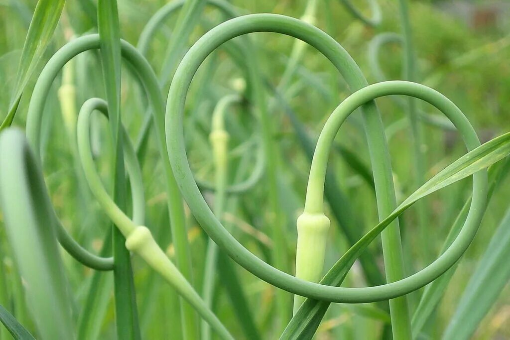 чесночные стрелки от вредителей на огороде. стрелки чеснока. чесночные стрелки от вредителей на огороде. настой чеснока от вредителей и болезней. стрелки чеснока.