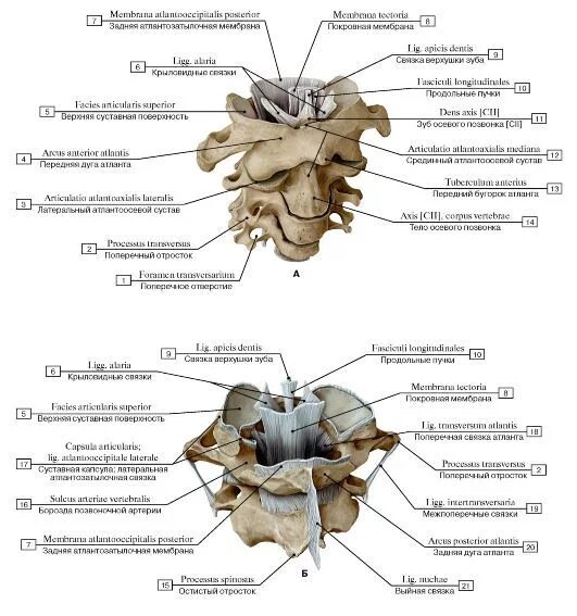 Соединения между затылочной костью. Сустав соединяет кости черепа позвонки. Связки атланто осевого сустава. Атланто затылочные суставы позвоночника. Атланто затылочный сустав анатомия человека.