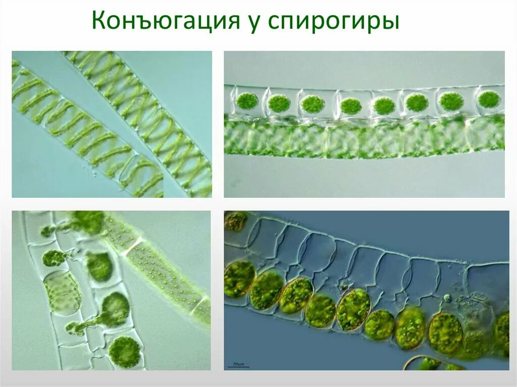 Спирогира развитие. Конъюгация водоросли спирогиры. Зигоспора спирогиры. Конъюгация нитчатой водоросли. Улотрикс конъюгация.