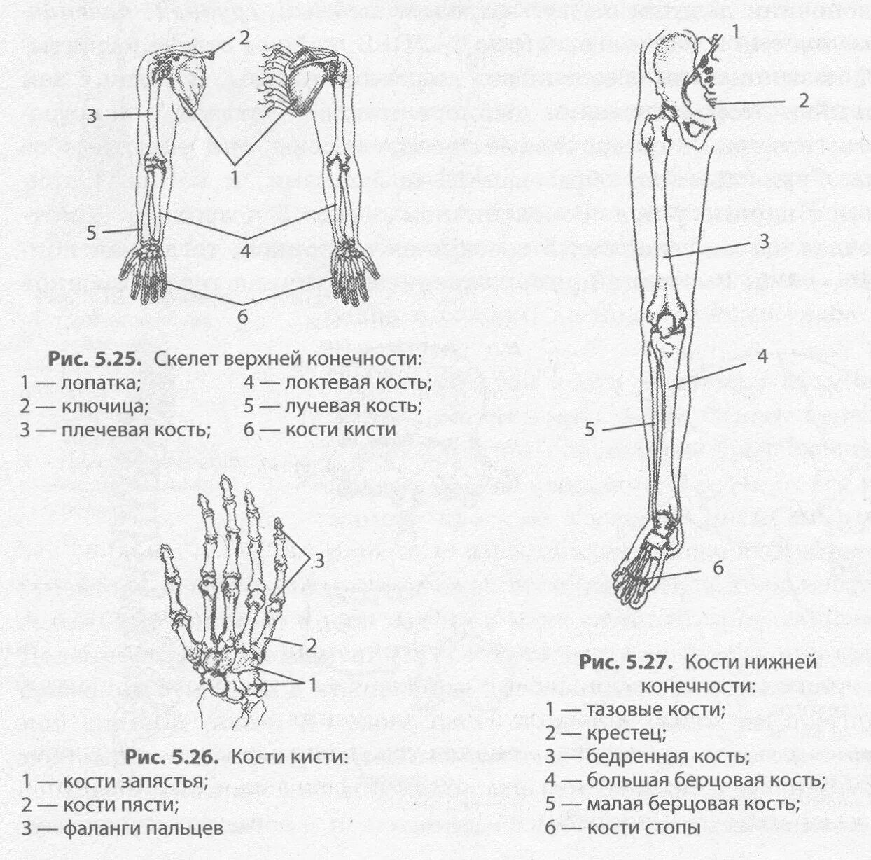 Схема строения конечностей человека. Строение скелета верхних и нижних конечностей. Скелет верхних и нижних конечностей схема. Кости верхней и нижней конечности строение.