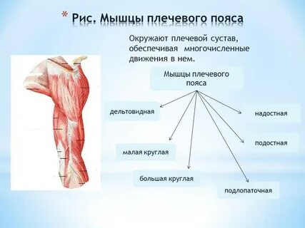 Мышцы туловища плечевой пояс