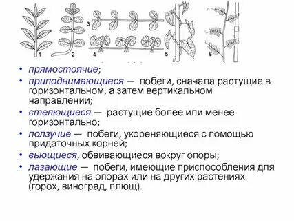 Типы травы