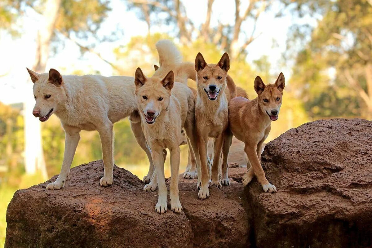 Австралийская собака Динго. Животные Австралии Динго. Стая собак Динго. Собака Динго в Австралии.