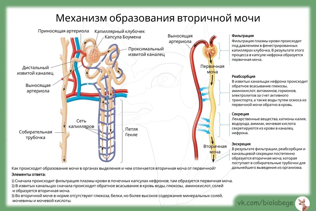 Где образуется первичная и вторичная моча. Капиллярная сеть нефрона. Процесс фильтрации в нефроне. Механизм фильтрации и реабсорбции в капиллярах. Канальцевая реабсорбция у детей.