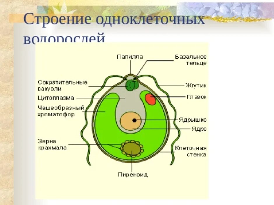 Водоросли биология строение. Строение одноклеточных зеленых водорослей. Одноклеточные водоросли строение клетки. Строение одноклеточной водоросли хламидомонады 6 класс. Строение одноклеточной зелёной водросли.