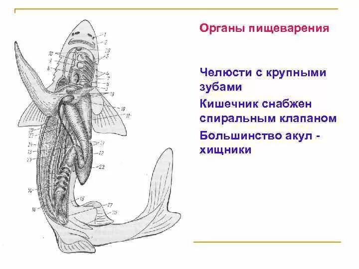 Внутреннее строение акулы. Пищеварительная система хрящевых рыб. Пищеварительная система хрящевых рыб схема. Класс хрящевые рыбы пищеварительная система. Хрящевые рыбы системы органов.